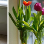 10 Flowers and Plants You Can Easily Grow in a Glass of Water to Keep Your Home Smelling Fresh