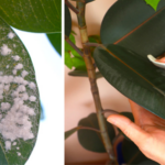 3 home remedies to eliminate cottony mealybugs from your plants