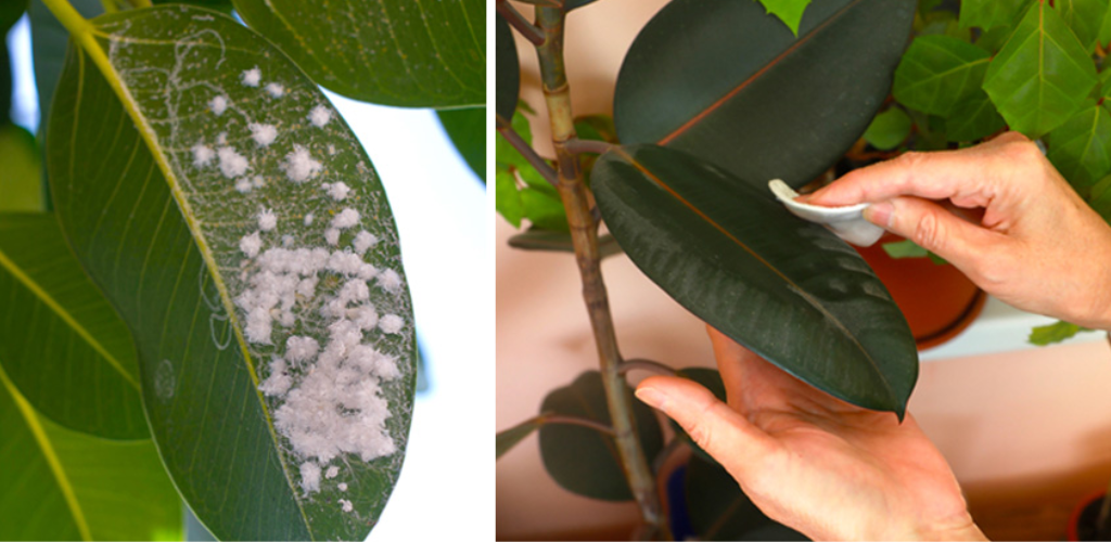 3 home remedies to eliminate cottony mealybugs from your plants