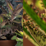 The benefits of kalanchoe and how to care for this plant to have it in our home