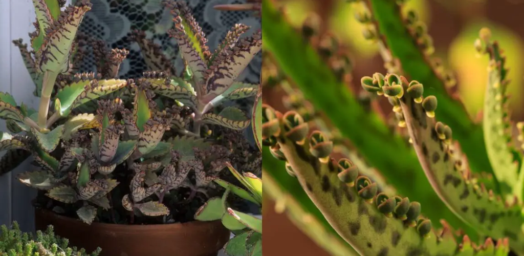 The benefits of kalanchoe and how to care for this plant to have it in our home