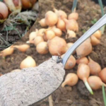 SPREAD IT IN THE GARDEN TO PROTECT ONIONS AND OBTAIN A RICH AND HEALTHY HARVEST