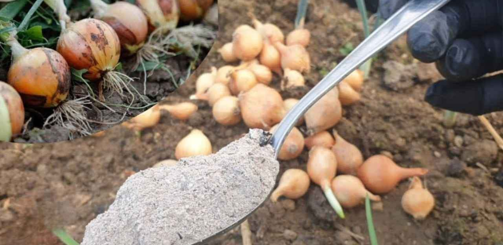 SPREAD IT IN THE GARDEN TO PROTECT ONIONS AND OBTAIN A RICH AND HEALTHY HARVEST