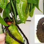 Growing Mango at home is very simple: discover the quick method with us!