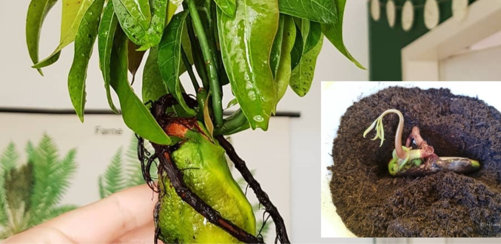 Growing Mango at home is very simple: discover the quick method with us!