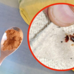 Bedbugs in sheets, only with this beloved ingredient will they disappear instantly