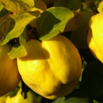 Quince: the forgotten fruit that eliminates wrinkles, lowers cholesterol and makes you go to the toilet