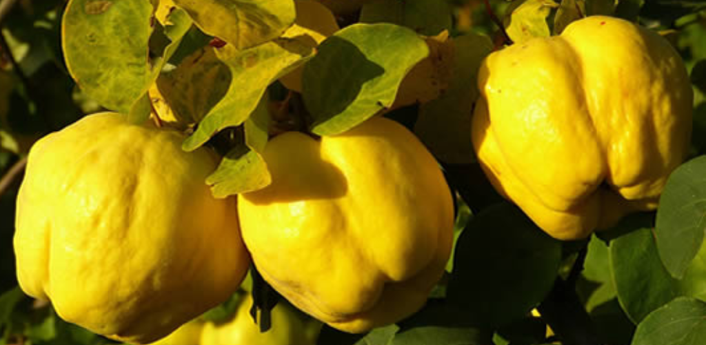Quince: the forgotten fruit that eliminates wrinkles, lowers cholesterol and makes you go to the toilet