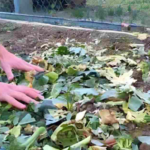 DO NOT THROW AWAY THE REMAINS OF PLANTS FROM THE GARDEN, THEY ARE WORTH GOLD IF YOU REUSE THEM THIS WAY