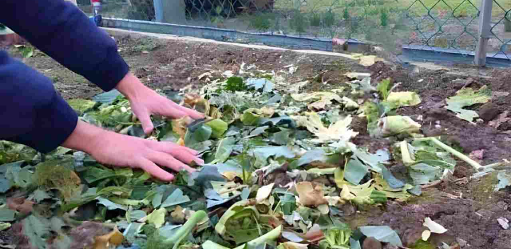 DO NOT THROW AWAY THE REMAINS OF PLANTS FROM THE GARDEN, THEY ARE WORTH GOLD IF YOU REUSE THEM THIS WAY
