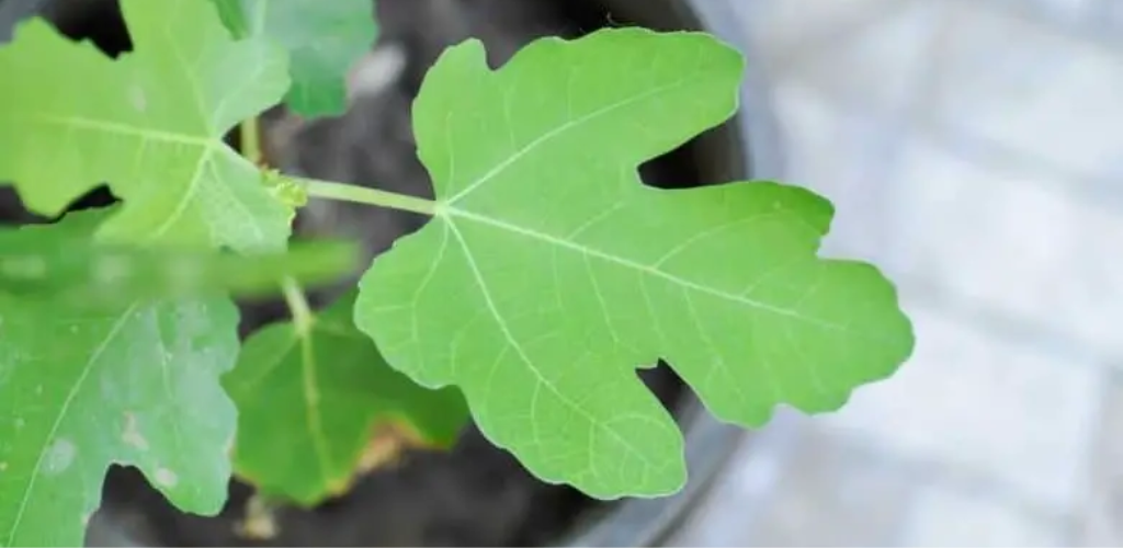 7 tips you can’t miss to successfully grow fig trees in pots