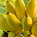 Growing a Banana Tree from a Banana: A Step by Step Guide