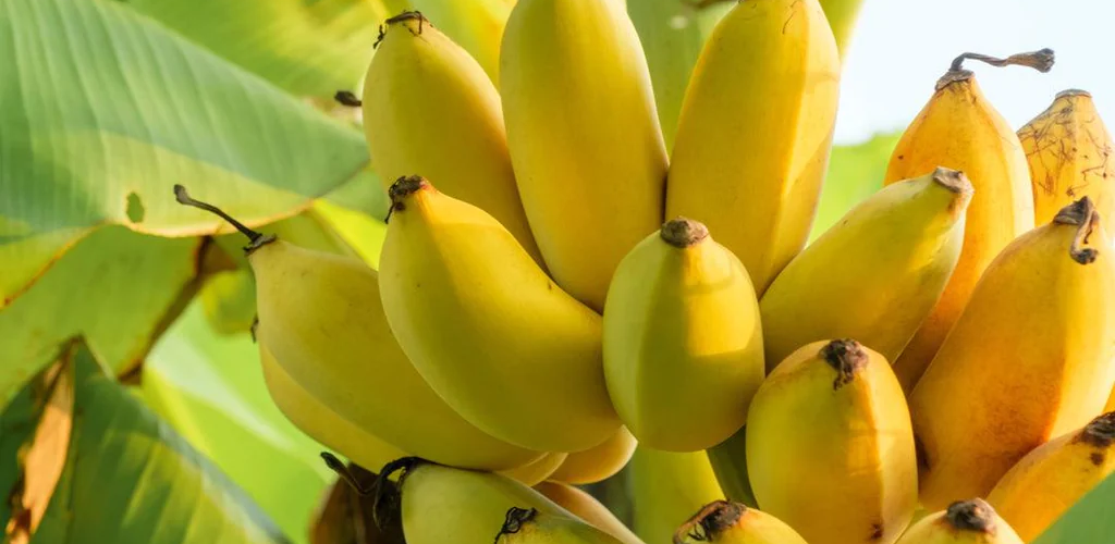 Growing a Banana Tree from a Banana: A Step by Step Guide