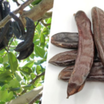 The almost forgotten fruit that makes you have a bowel movement, helps you lose weight and lowers cholesterol