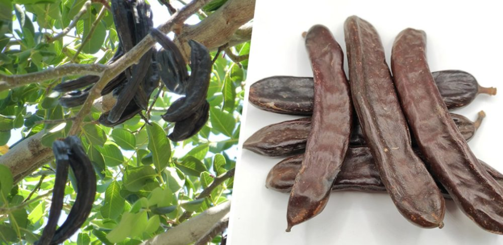 The almost forgotten fruit that makes you have a bowel movement, helps you lose weight and lowers cholesterol