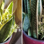 Use these tips to make a sansevieria bloom and scent the whole house