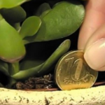 This plant in your home works as a magnet for wealth and calls for positive energy