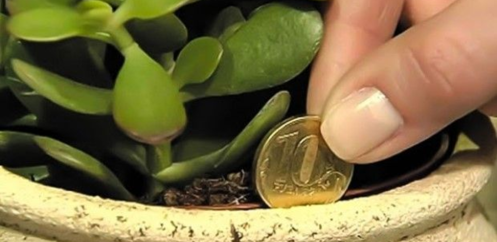 This plant in your home works as a magnet for wealth and calls for positive energy