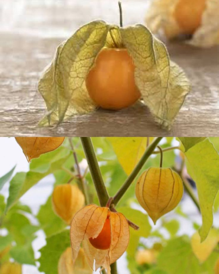 Goldenberries (Physalis peruviana): A Superfruit for Health, Vision, and Wellness