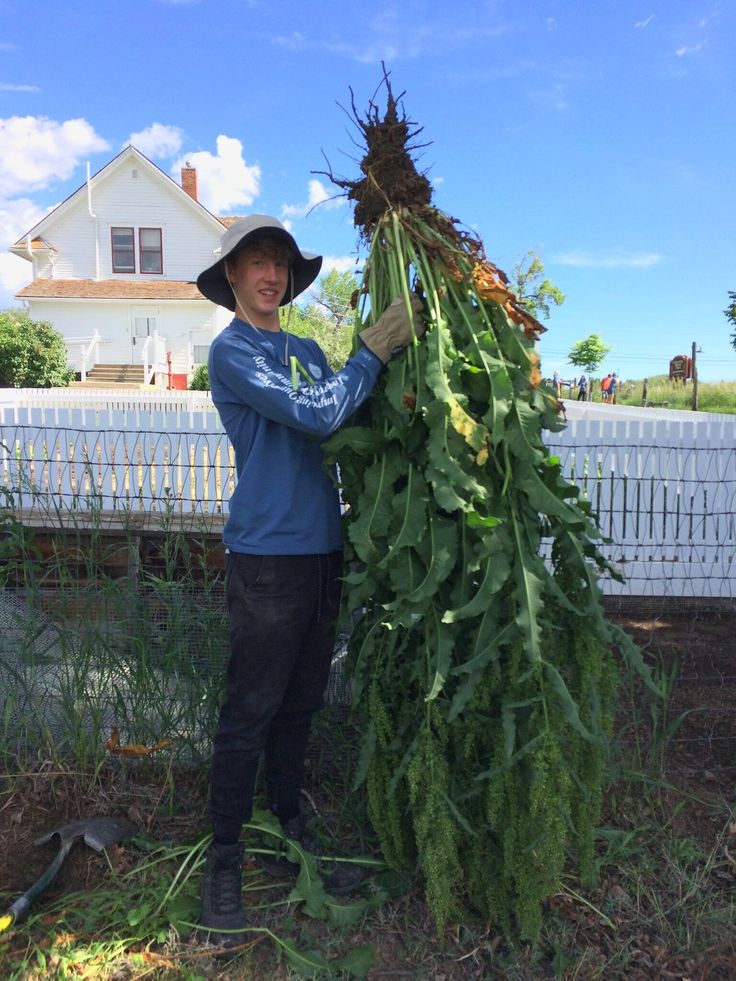 Docks (Rumex): The Versatile Plant with Numerous Benefits