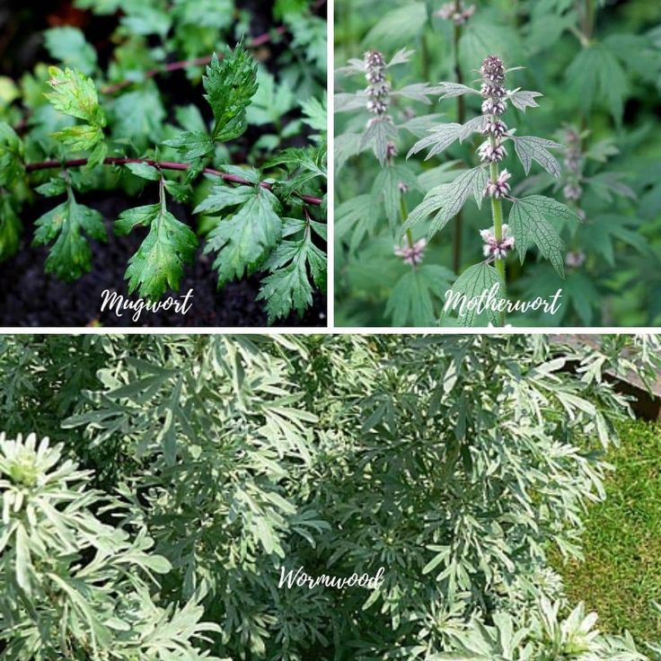 Can Mugwort Help You Sleep Better? Discover the Calming Powers of This Ancient Herb