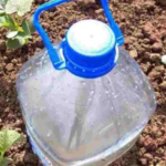 The simplest system for watering cucumbers, tomatoes, zucchini, watermelons and melons