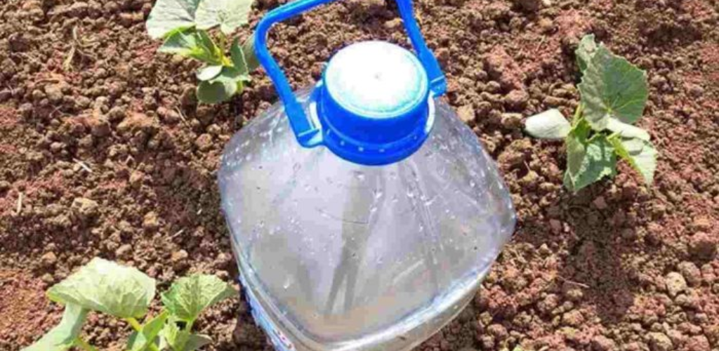 The simplest system for watering cucumbers, tomatoes, zucchini, watermelons and melons