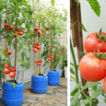 Never plant tomatoes in the garden without it: throw a handful into the ground