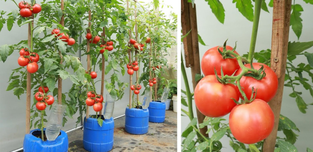 Never plant tomatoes in the garden without it: throw a handful into the ground