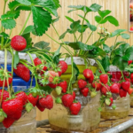Double Your Strawberry Harvest – Proven Tips for Successful Production