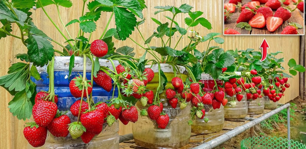 Double Your Strawberry Harvest – Proven Tips for Successful Production